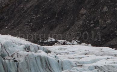 FoxGlacier-5032-2